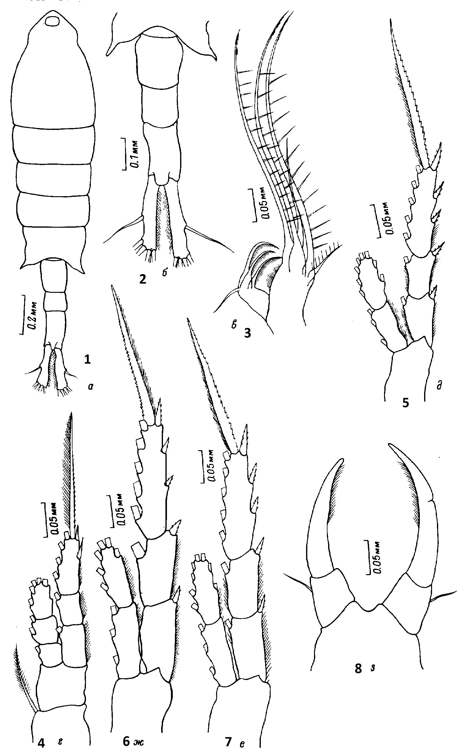 Species Tortanus (Eutortanus) derjugini - Plate 15 of morphological figures